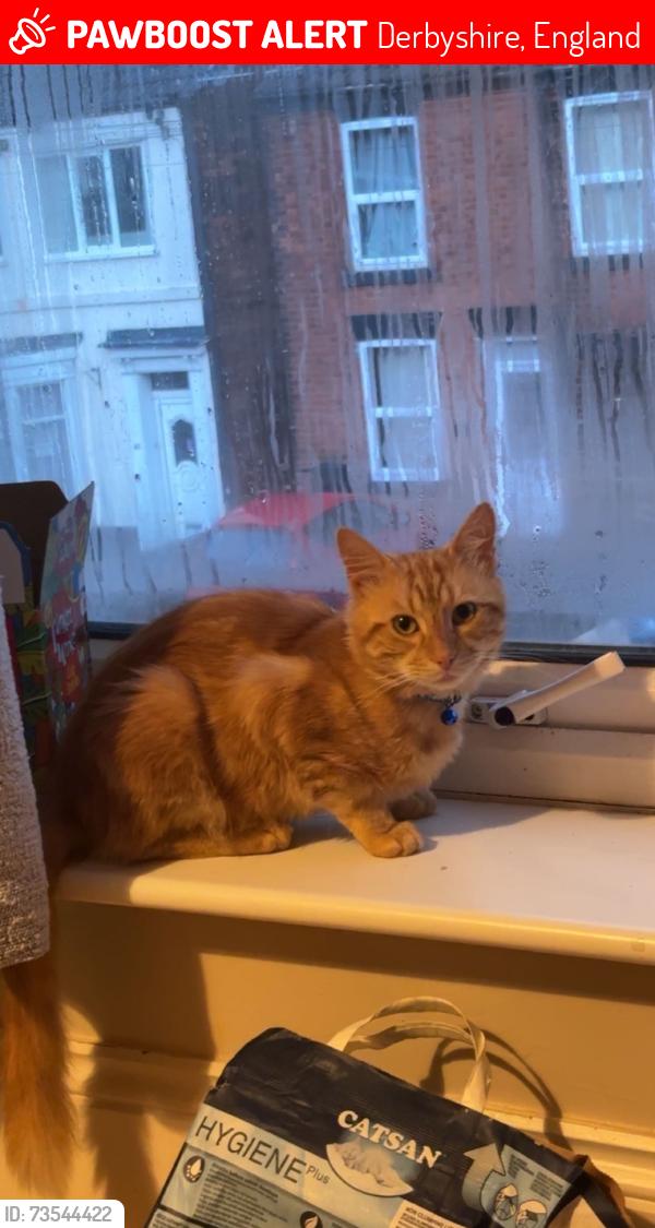 Lost Male Cat last seen Newbold road chesterfield, Derbyshire, England 