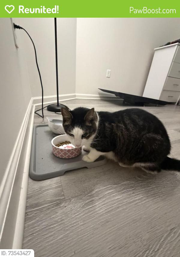Reunited Male Cat last seen Chapter hse, Howell Township, NJ 07731