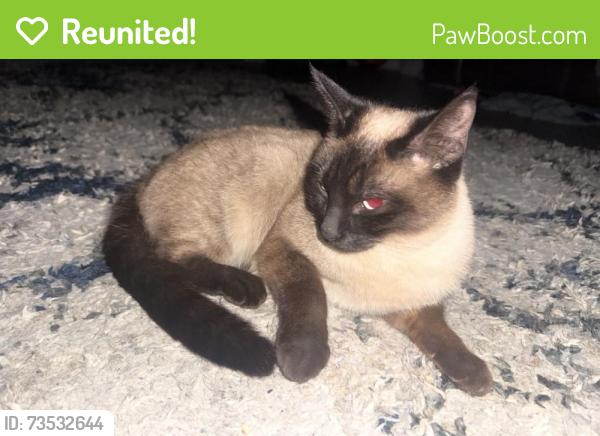 Reunited Female Cat last seen A little Past the roundabout on Selah loop rd, Selah, WA 98942