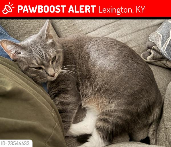 Lost Female Cat last seen Groves point way, Lexington, KY 40517
