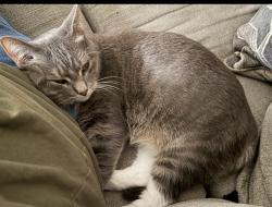 Lost Female Cat last seen Groves point way, Lexington, KY 40517