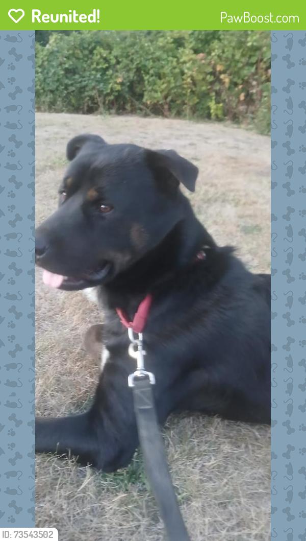 Reunited Male Dog last seen NE Alderwood and columbia blvd., Portland, OR 97218