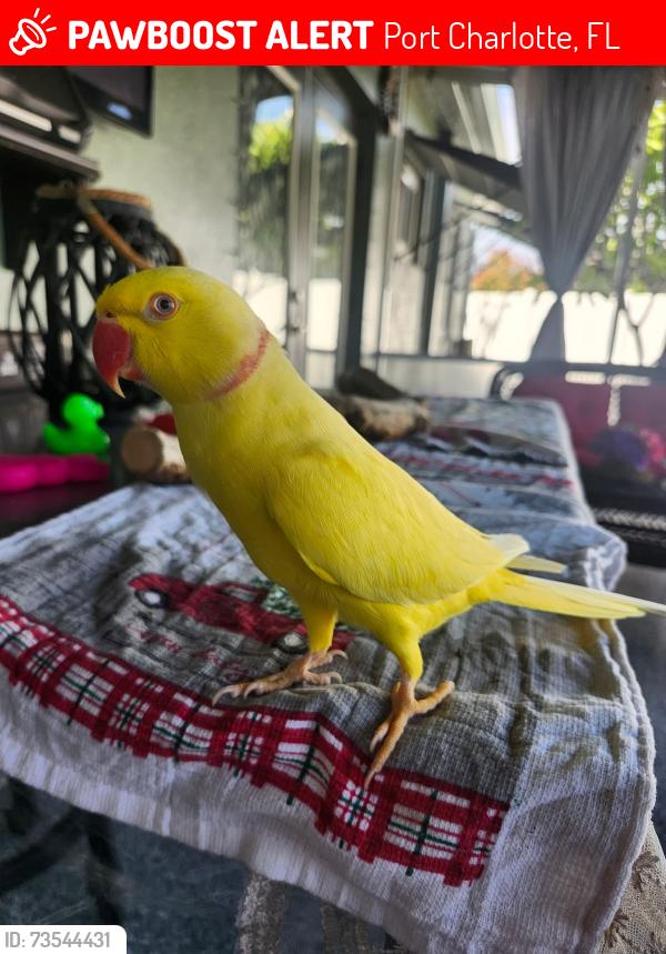 Lost Male Bird last seen Waco ave, Port Charlotte, FL 33948