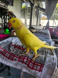Lost Male Bird last seen Waco ave, Port Charlotte, FL 33948
