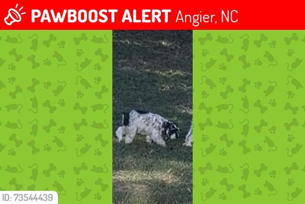Lost Female Dog last seen Route 210, Angier, NC 27501