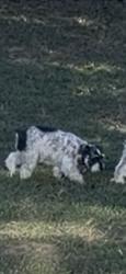 Lost Female Dog last seen Route 210, Angier, NC 27501