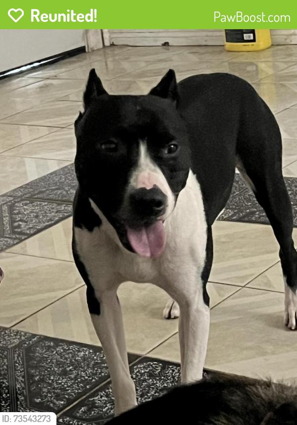 Reunited Male Dog last seen Near Lazy Valley Dr, Katy, TX 77449, USA, Katy, TX 77449