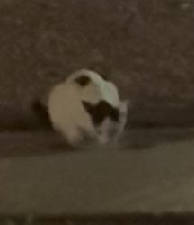 Found/Stray Unknown Cat last seen Near the market, Tempe, AZ 85281