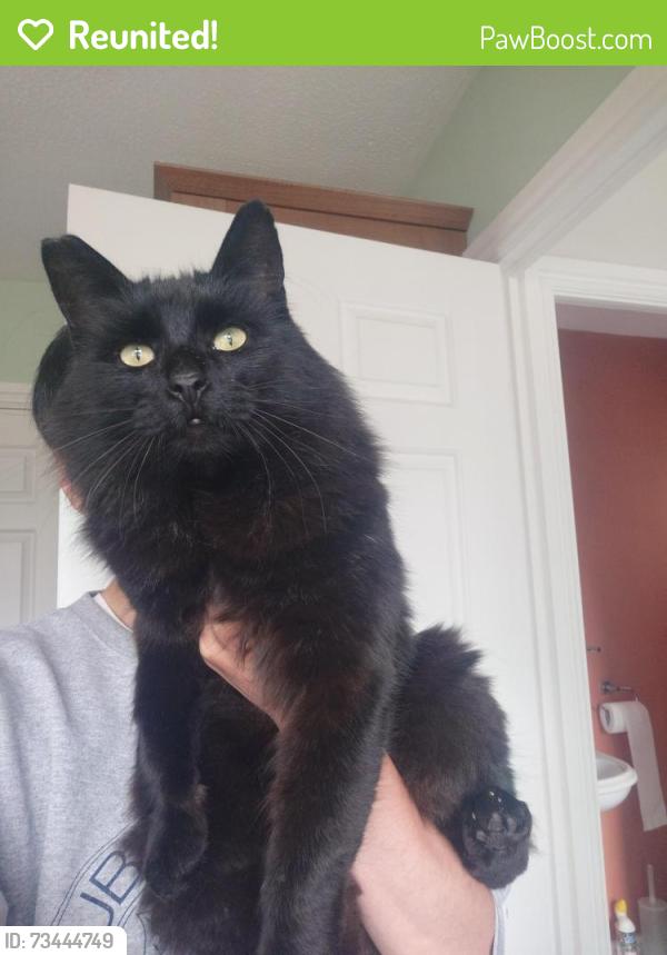 Reunited Male Cat last seen Salters road, gosforth, Newcastle upon Tyne, Gosforth, England NE3 4YR