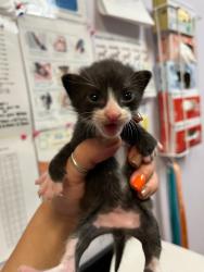 Shelter Stray Male Cat last seen Bexar County, 3353 Morningside Dr, New Braunfels, TX 78132, USA
