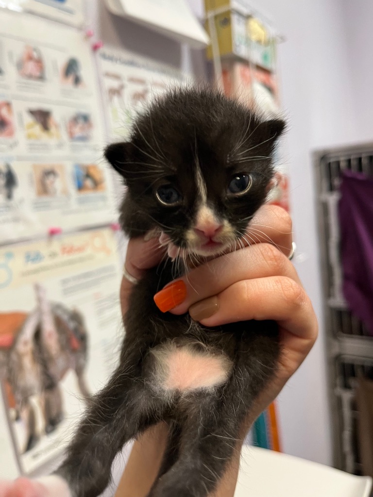 Shelter Stray Male Cat last seen Bexar County, 3353 Morningside Dr, New Braunfels, TX 78132, USA