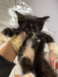 Shelter Stray Male Cat last seen Bexar County, 3353 Morningside Dr, New Braunfels, TX 78132, USA