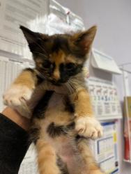 Shelter Stray Female Cat last seen Bexar County, 3353 Morningside Dr, New Braunfels, TX 78132, USA