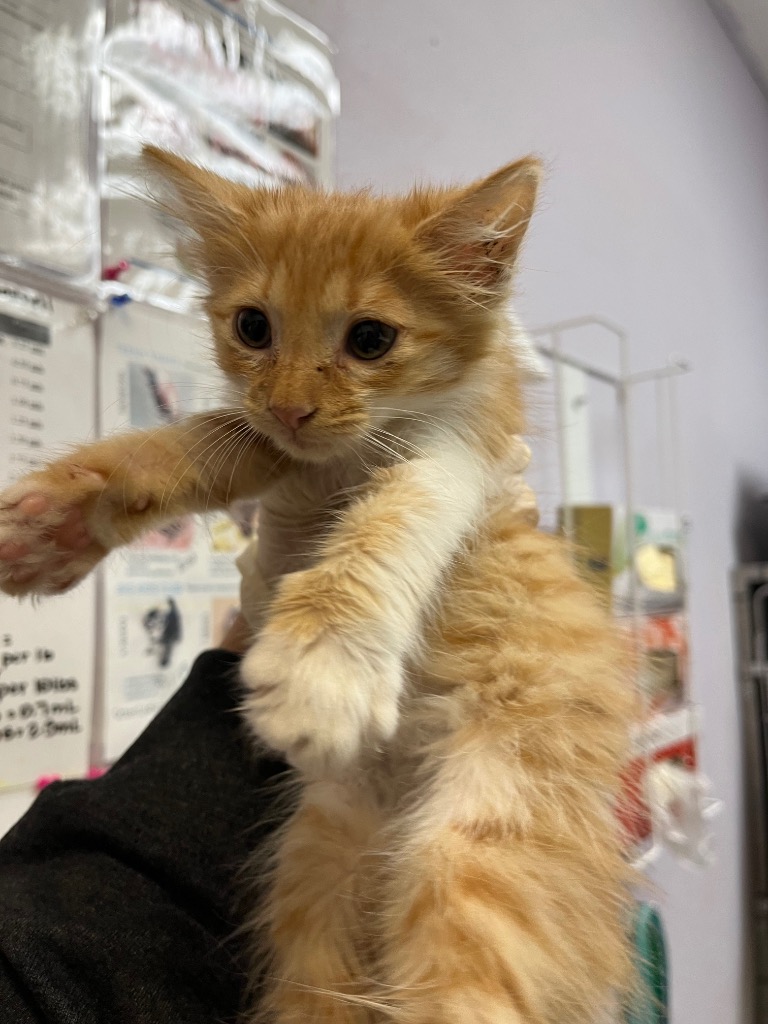 Shelter Stray Female Cat last seen Bexar County, 3353 Morningside Dr, New Braunfels, TX 78132, USA