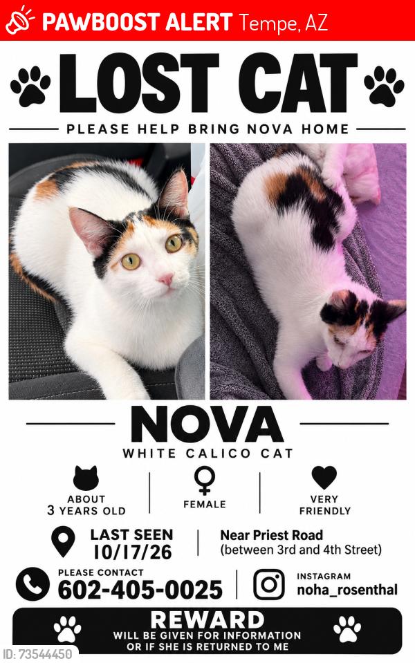Lost Female Cat last seen Beck ave between 3rd and 4th street, Tempe, AZ 85281