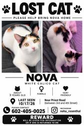 Lost Female Cat last seen Beck ave between 3rd and 4th street, Tempe, AZ 85281