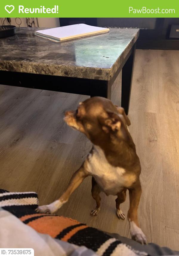 Reunited Female Dog last seen Donna and washburn, North Las Vegas, NV 89081