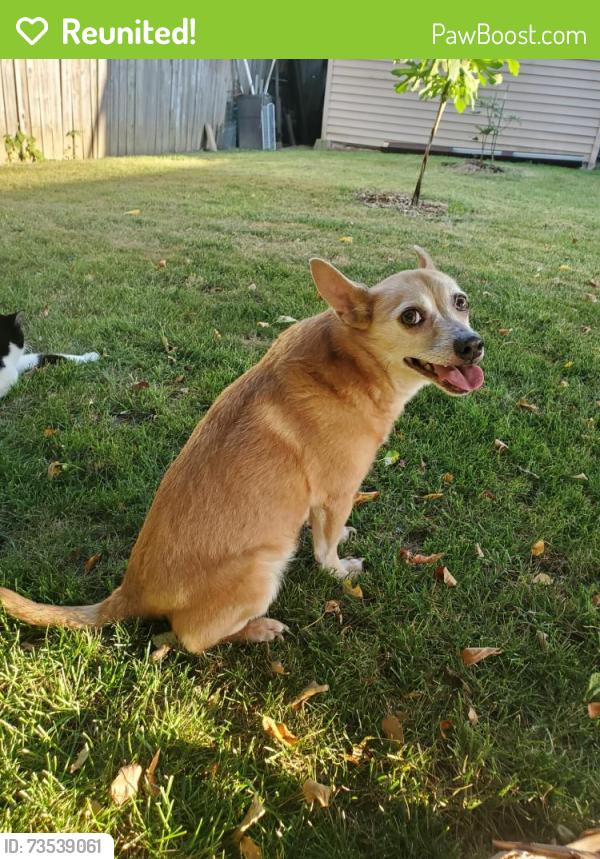 Reunited Male Dog last seen 10th St and Girl School Rd, Indianapolis, IN 46214