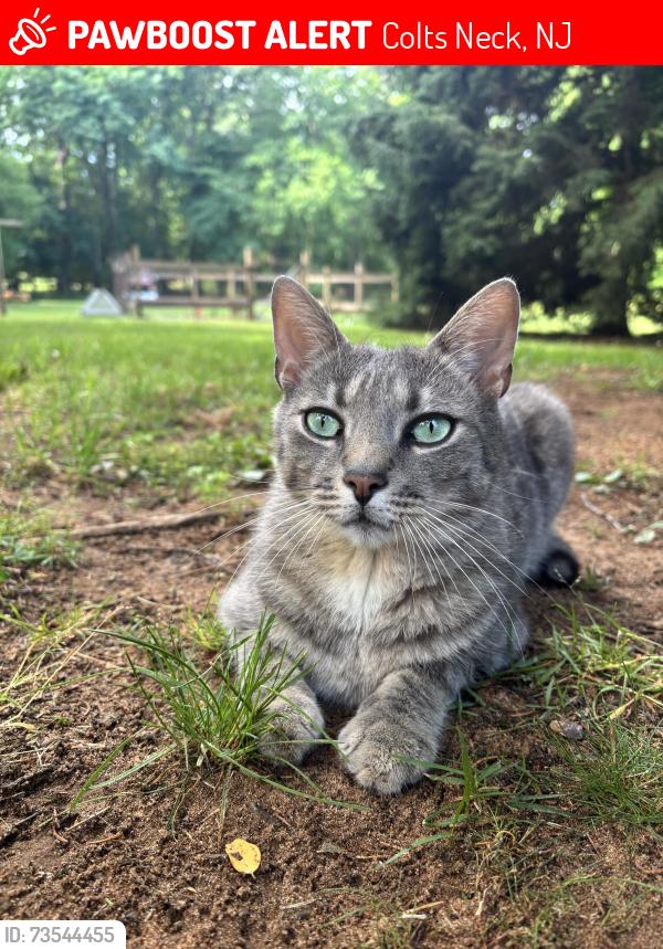 Lost Male Cat last seen Schlessinger Preserve, Colts Neck, NJ 07722