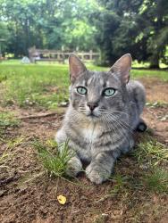Lost Male Cat last seen Schlessinger Preserve, Colts Neck, NJ 07722