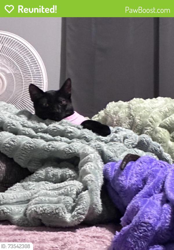 Reunited Male Cat last seen Kelso, Fort Worth, TX 76140