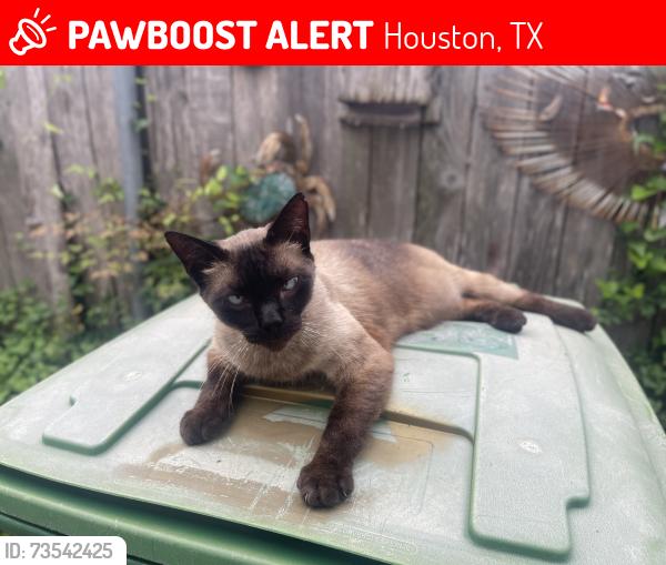 Lost Male Cat last seen Near Walton St, Houston, TX 77009