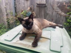 Lost Male Cat last seen Near Walton St, Houston, TX 77009