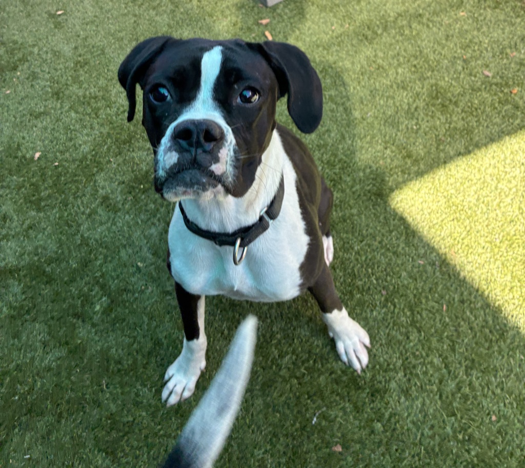 Shelter Stray Female Dog last seen Near Severin Drive, La Mesa, CA, 91942, El Cajon, CA 92020, USA