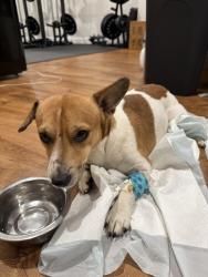 Reunited Male Dog last seen MM, Moscow Mills, MO 63362