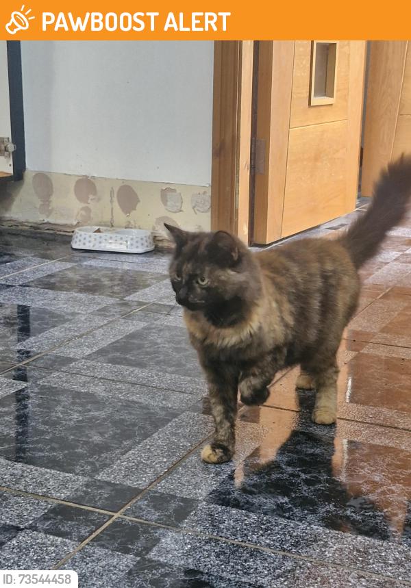 Found/Stray Unknown Cat last seen backhanded areas, West Midlands, England 