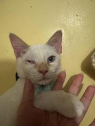Lost Male Other last seen 95th street and 40th road, Queens, NY 11373