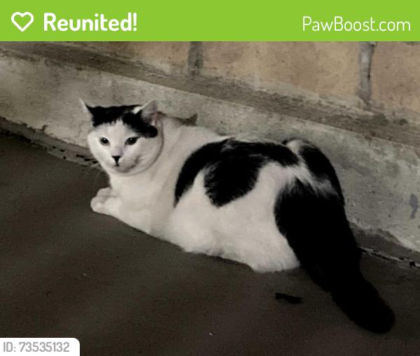 Reunited Unknown Cat last seen 3rd St and St Andrews Pl, by the pool at the back of the building., Los Angeles, CA 90020