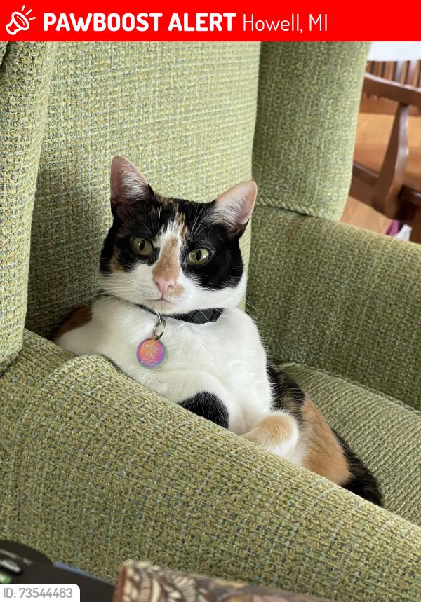 Lost Female Cat last seen Pine Hill apmts, Howell, MI 48843