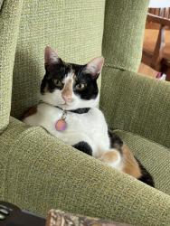 Lost Female Cat last seen Pine Hill apmts, Howell, MI 48843