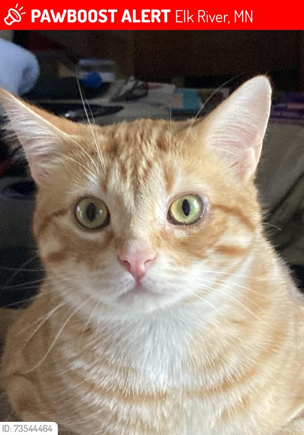Lost Male Cat last seen 214th Ave nw elk river, Elk River, MN 55330