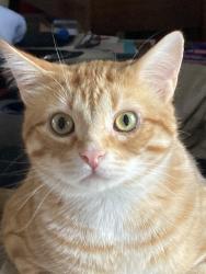 Lost Male Cat last seen 214th Ave nw elk river, Elk River, MN 55330