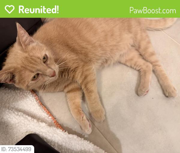 Reunited Male Cat last seen Muirwood Subdivision, Murfreesboro, TN 37128
