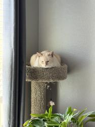 Reunited Male Cat last seen South side of Summerlyn Neighborhood, Leander, TX 78641