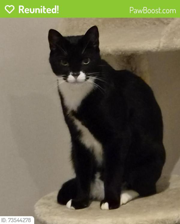 Reunited Male Cat last seen Carlile Street, Evatt, ACT 2617