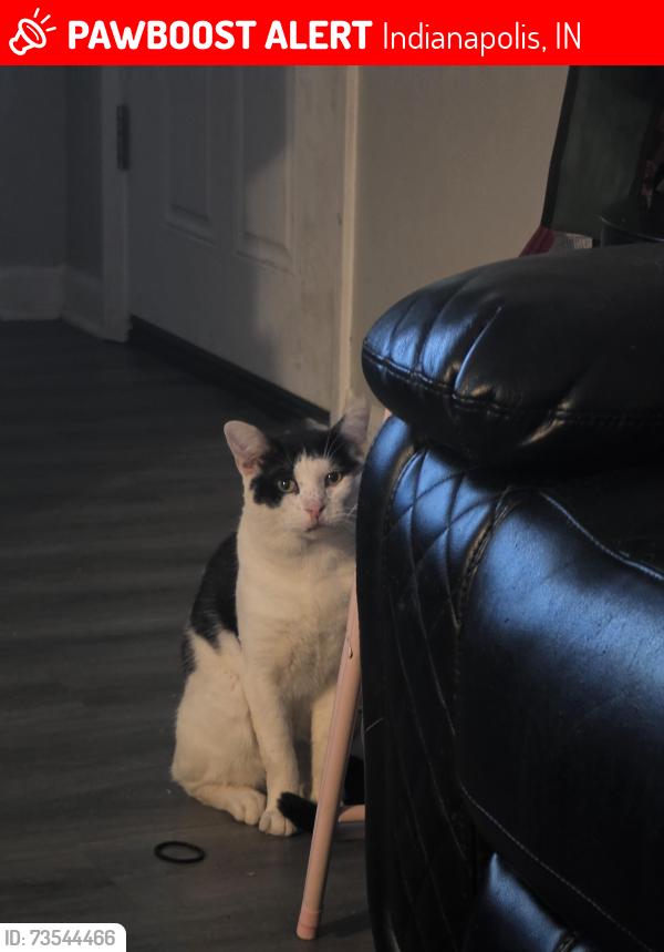 Lost Male Cat last seen White cedar ct & w 21st, Indianapolis, IN 46222