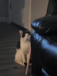 Lost Male Cat last seen White cedar ct & w 21st, Indianapolis, IN 46222