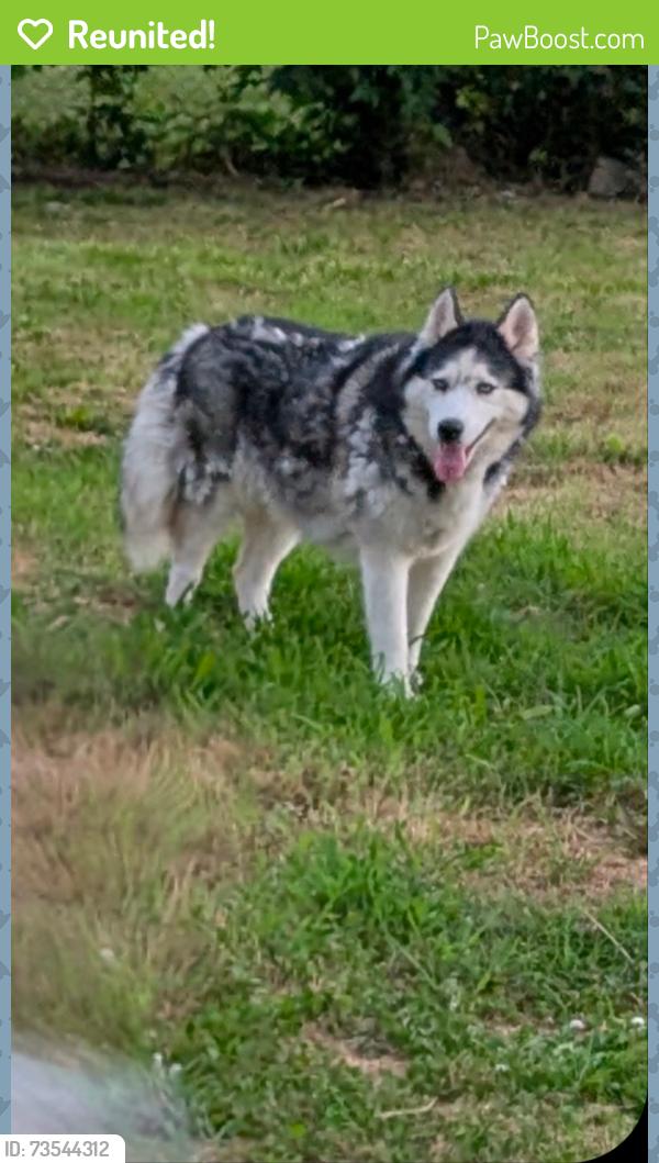 Reunited Female Dog last seen Olive and Dixieland, by Oakdale Jr High, Rogers, AR 72756