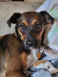 Lost Female Dog last seen Church, Iva, SC 29655