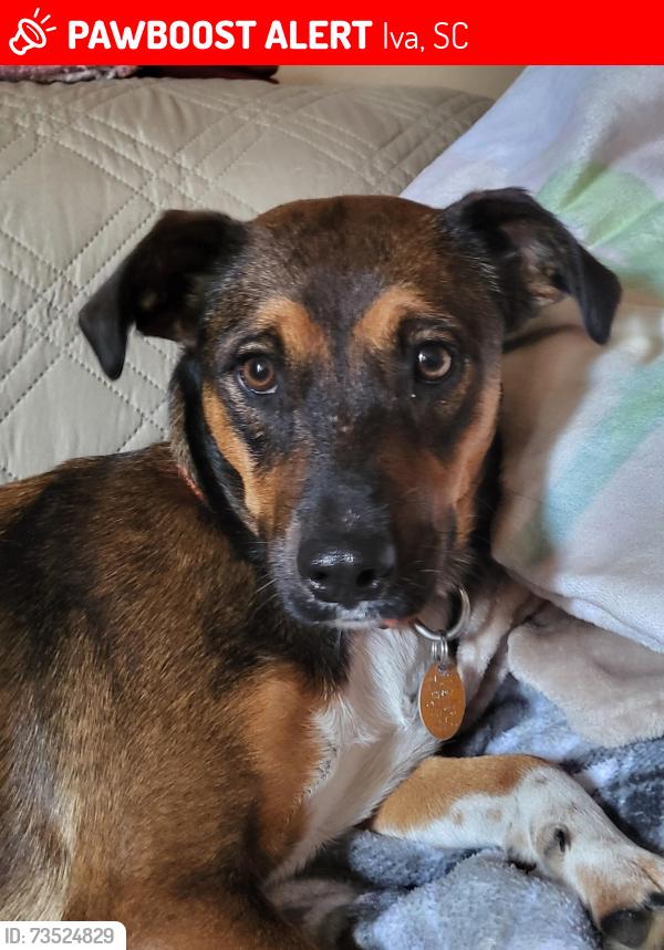 Lost Female Dog last seen Church, Iva, SC 29655