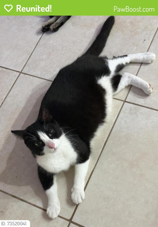 Reunited Male Cat last seen Seen walking a path that crosses over to Chicago Way, Placid Lakes, FL 33852
