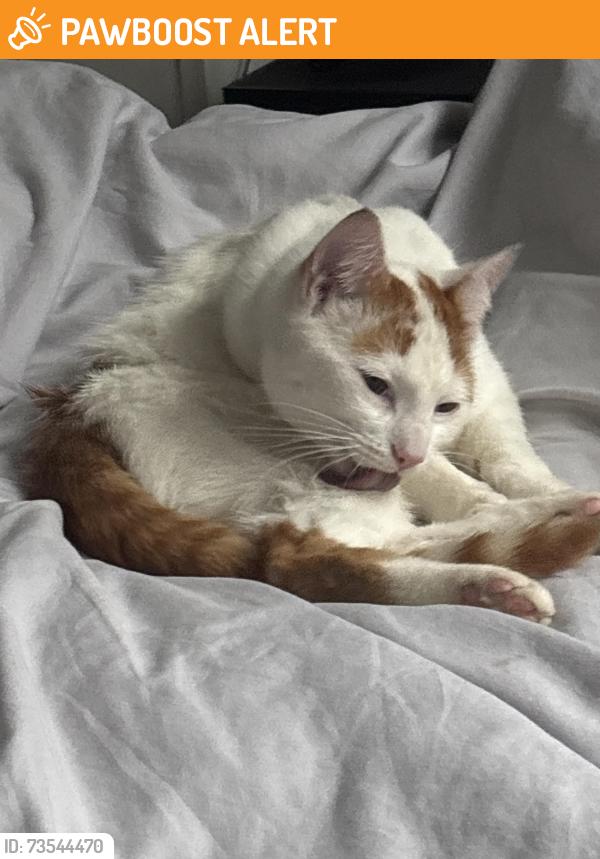 Found/Stray Unknown Cat last seen Near the Kenny maccies, Kensington, England 