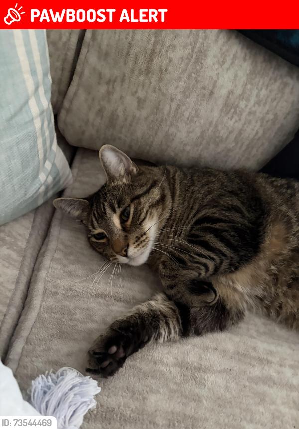 Lost Male Cat last seen Wynmere dr / erial new brooklyn rd, Gloucester Township, NJ 08081