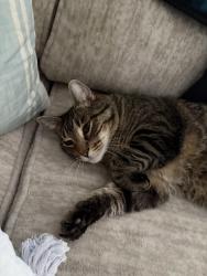 Lost Male Cat last seen Wynmere dr / erial new brooklyn rd, Gloucester Township, NJ 08081