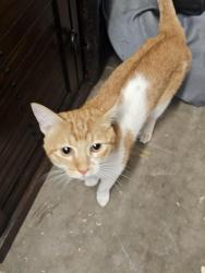 Found/Stray Male Cat last seen Yavapai Street and 159th Ave, Goodyear, AZ 85338