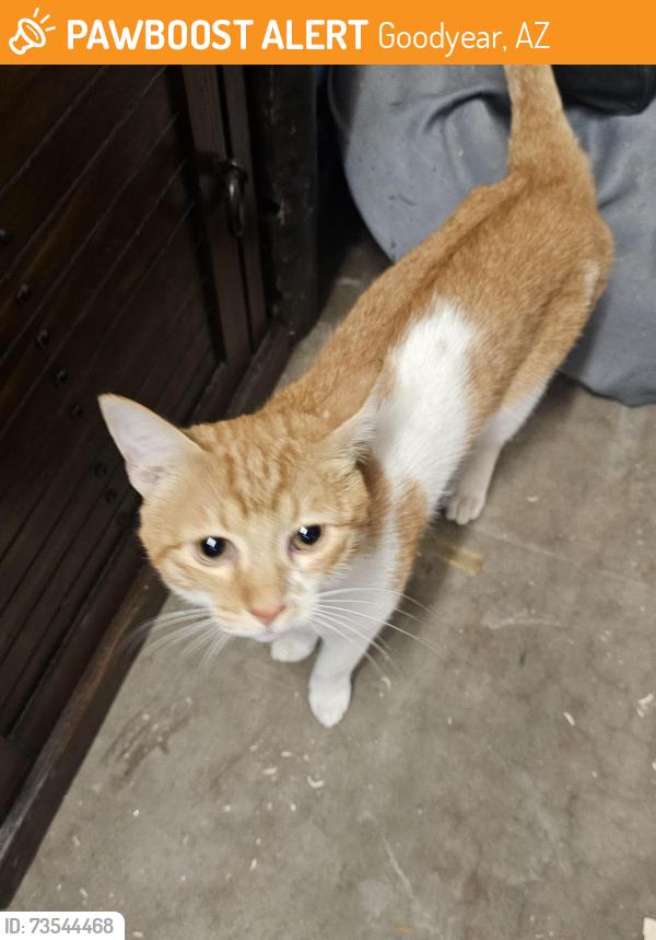Found/Stray Male Cat last seen Yavapai Street and 159th Ave, Goodyear, AZ 85338